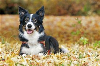Border Collie Lying In Autumn Leaves