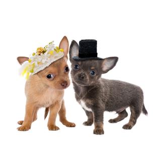 Dog Wedding
