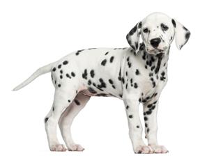 Dalmatian Puppy Standing