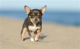 Male Chihuahua Puppy