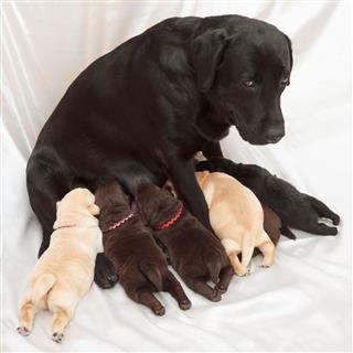 Labrador Retriever Puppies Their Mother