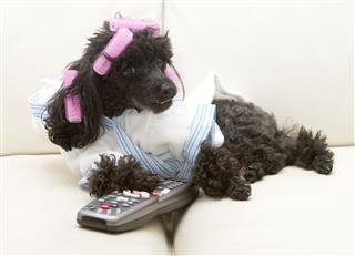 Pink Curlers And A Remote Control