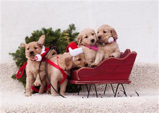 Christmas Golden Retriever Puppies