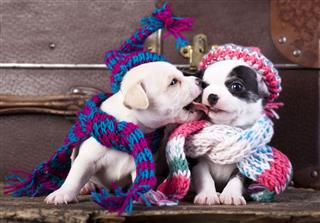 Puppies Wearing A Knit Hat