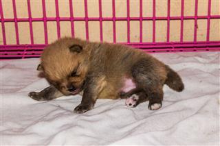 Little Fluffy Pomeranian Puppy