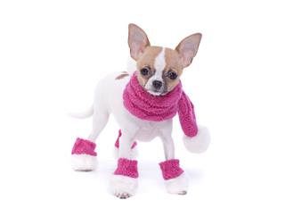 Chihuahua Dressed In Scarf And Leg Warmers