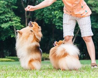 Woman With Two Pomeranian Dogs Dancing