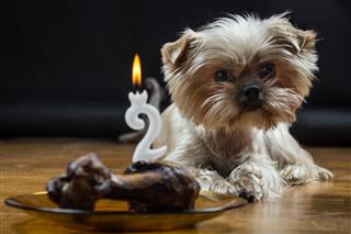 Little Dog Birthday Party
