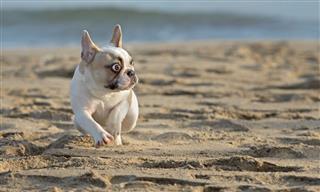 French Bulldog At The Beach