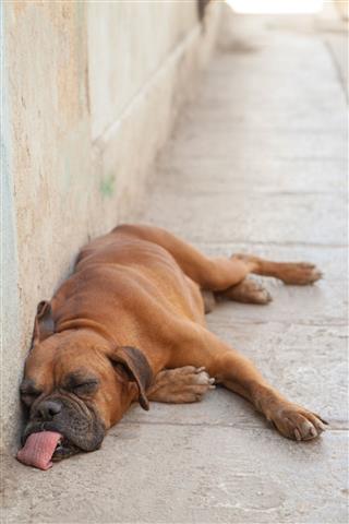 Dog Sleeping In The Street