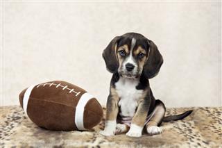 Beagle Puppy With Football