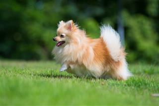 Small Orange Pomeranian Dog Running