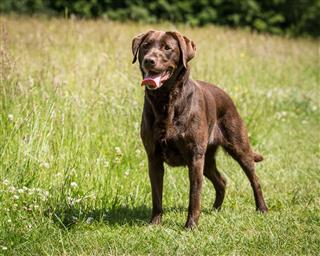 A Chocolate Labrador In A Field
