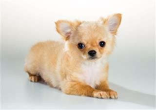 Puppy Chihuahua On White Background