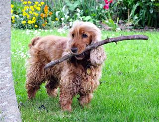 Spaniel Dog Playing With Stick