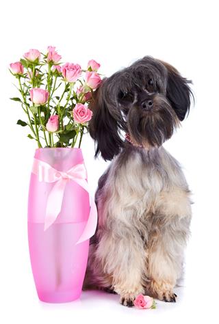 Decorative Doggie And Roses In Vase