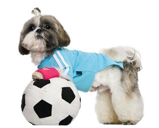 Shih Tzu Dressed With Soccer Ball