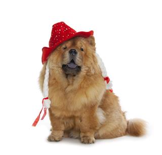 Chow Chow Dog With Red Hat