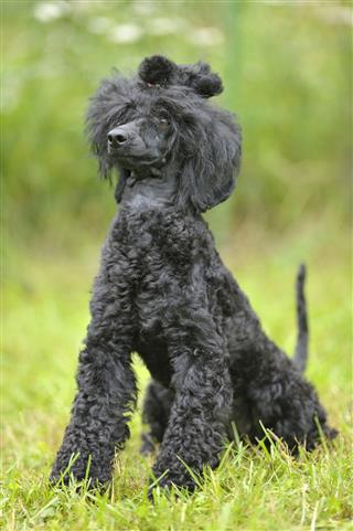 Poodle On A Lush Green Background