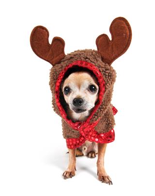 Chihuahua In Funny Reindeer Costume