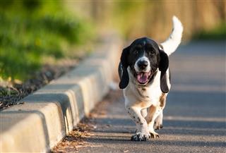 Basset Hound Dog Walking