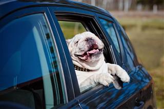 English Bulldog Dog In A Car
