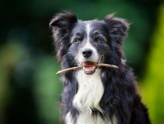 Border Collie With Stick In Mouth