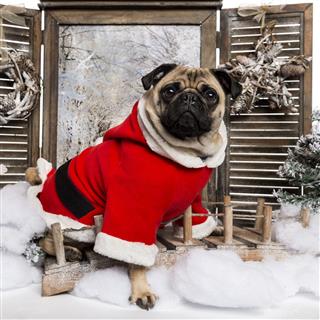 Pug Wearing A Christmas Suit