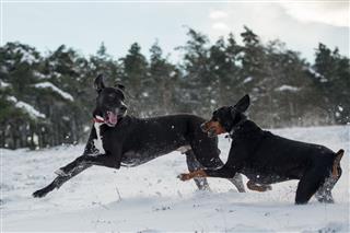 Dogs Running Together In Snow