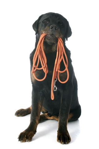 Rottweiler And Leash