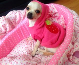 Chihuahua Modeling Pink Hooded Sweater