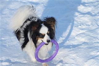Spitz With A Violet Ring