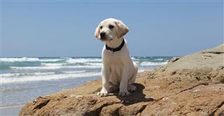 Labrador Retriever Puppy On A Rock