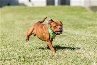 Brown Pitbull Terrier Running In Grass