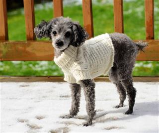 Toy Poodle With A Sweater In Snow