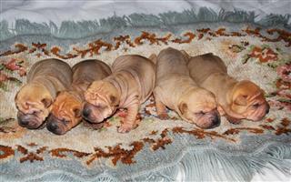 Brown Puppies Of Shar Pei