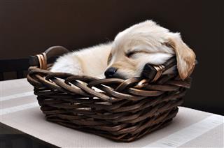 Puppy Sleeping In A Basket