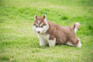 Cute Siberian Husky Puppy