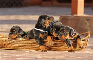 Doberman Puppies In Basket