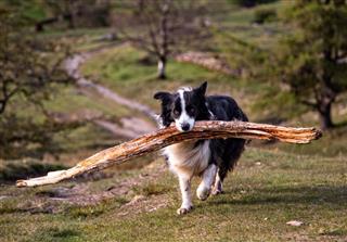 Border Collie Carrying Large Stick