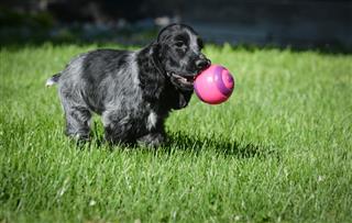Puppy Playing Ball