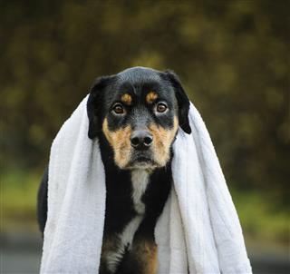 Wet Dog With Towel Around Neck