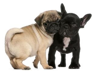 Pug And French Bulldog Puppy