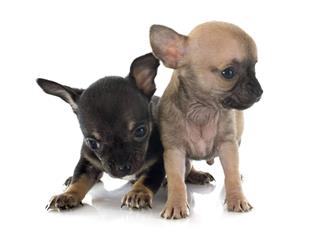 Puppies Chihuahua