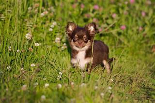 Brown Tricolor Chihuahua Puppy
