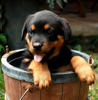 Rottweiler Puppy In A Bucket