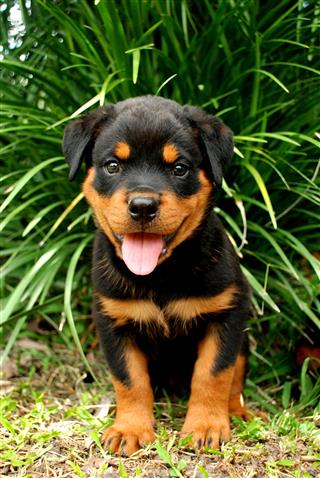 Rottweiler Puppy With A Nice Look