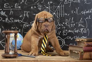 French Mastiff In Glasses With Books