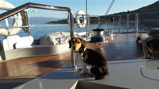 Beagle On A Boat