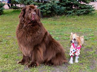 Tibetan Mastiff And Chinese Crested Dog